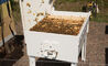 bee hive - 8
