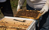 bee hive - 10