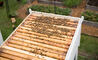 bee hive - 9